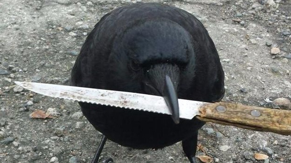 Crow with a knife.jpeg